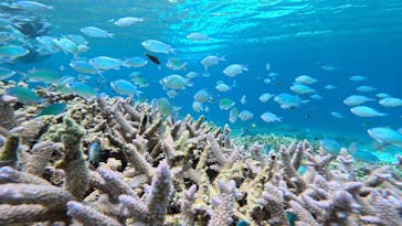 西表島 ADVENTURE PiPi（アドベンチャーピピ）に投稿された画像（2023/6/12）