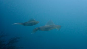 伊豆高原ダイビングスクール 渋谷店に投稿された画像（2023/6/12）