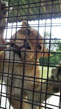 那須サファリパークに投稿された画像（2023/6/11）