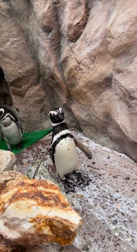 大分マリーンパレス水族館 「うみたまご」に投稿された画像（2023/6/12）