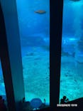 沖縄美ら海水族館に投稿された画像（2023/6/12）