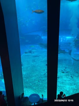 沖縄美ら海水族館に投稿された画像（2023/6/12）