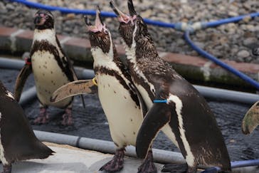 九十九島動植物園森きららに投稿された画像（2023/6/12）