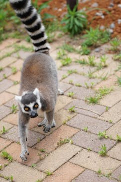 九十九島動植物園森きららに投稿された画像（2023/6/12）