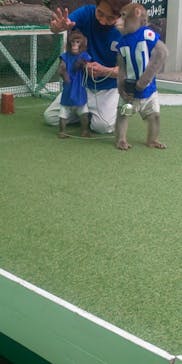 おさるランド＆アニタウン　日光さる軍団劇場に投稿された画像（2023/6/12）