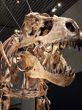 特別展「恐竜博2023」に投稿された画像（2023/6/12）