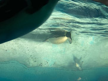名古屋港水族館に投稿された画像（2023/6/12）