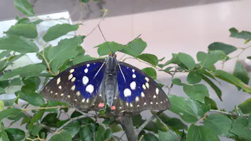 ひらかたパークに投稿された画像（2023/6/12）