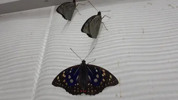 ひらかたパークに投稿された画像（2023/6/12）