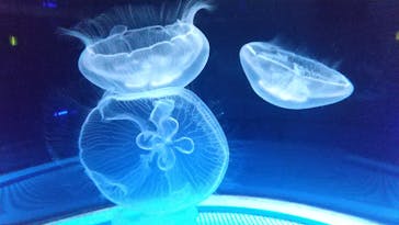 九十九島水族館海きららに投稿された画像（2023/6/12）