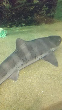 九十九島水族館海きららに投稿された画像（2023/6/12）