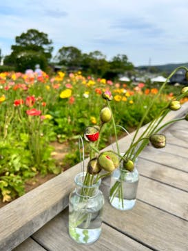 いばらきフラワーパークに投稿された画像（2023/6/12）