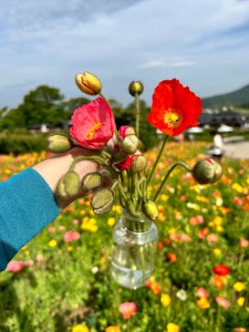 いばらきフラワーパークに投稿された画像（2023/6/12）