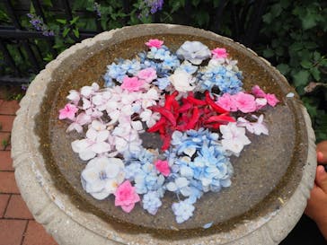 横浜イングリッシュガーデンに投稿された画像（2023/6/12）