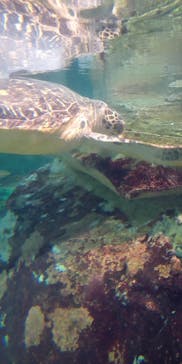 九十九島水族館海きららに投稿された画像（2023/6/12）