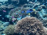 沖縄美ら海水族館に投稿された画像（2023/6/13）