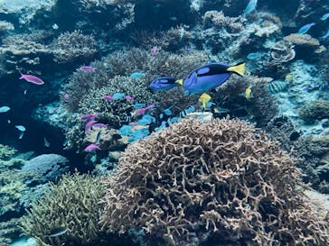 沖縄美ら海水族館に投稿された画像（2023/6/13）