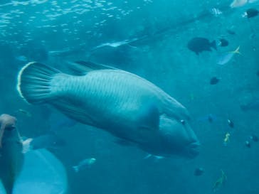 沖縄美ら海水族館に投稿された画像（2023/6/13）