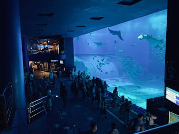 沖縄美ら海水族館に投稿された画像（2023/6/13）