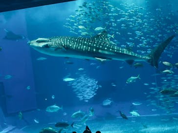 沖縄美ら海水族館に投稿された画像（2023/6/13）