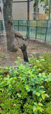 天王寺動物園に投稿された画像（2023/6/13）