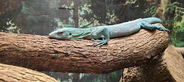 天王寺動物園に投稿された画像（2023/6/13）