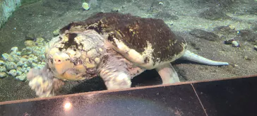 天王寺動物園に投稿された画像（2023/6/13）