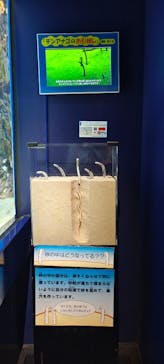 アクアワールド茨城県大洗水族館に投稿された画像（2023/6/13）