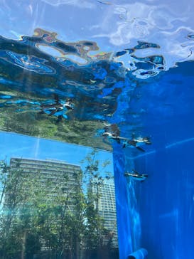 サンシャイン水族館に投稿された画像（2023/6/13）