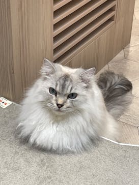 猫カフェモカ　イオンモール幕張新都心店に投稿された画像（2023/6/13）