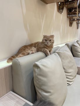 猫カフェモカ　イオンモール幕張新都心店に投稿された画像（2023/6/13）