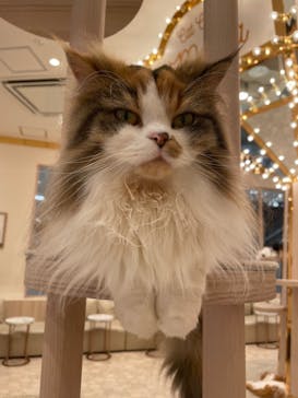 猫カフェモカ　イオンモール幕張新都心店に投稿された画像（2023/6/13）