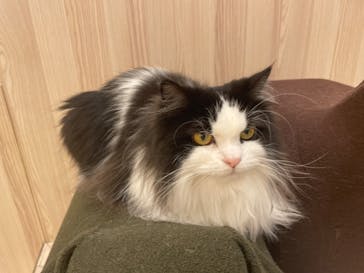 猫カフェモカ　イオンモール幕張新都心店に投稿された画像（2023/6/13）