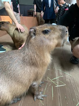カワスイ 川崎⽔族館に投稿された画像（2023/6/13）