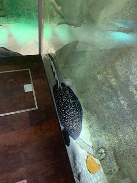 カワスイ 川崎⽔族館に投稿された画像（2023/6/13）
