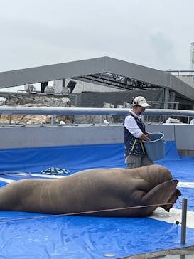 大分マリーンパレス水族館 「うみたまご」に投稿された画像（2023/6/13）