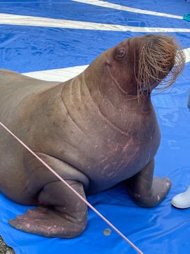 大分マリーンパレス水族館 「うみたまご」に投稿された画像（2023/6/13）