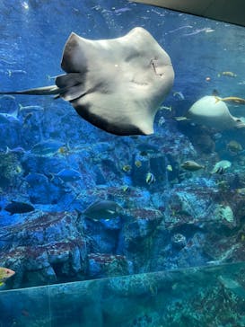 大分マリーンパレス水族館 「うみたまご」に投稿された画像（2023/6/13）