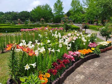 とっとり花回廊に投稿された画像（2023/6/13）