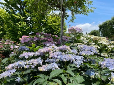 横浜イングリッシュガーデンに投稿された画像（2023/6/13）