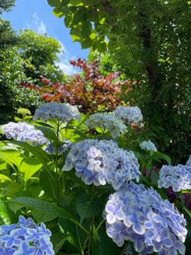 横浜イングリッシュガーデンに投稿された画像（2023/6/13）
