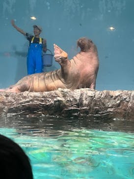 伊豆・三津シーパラダイスに投稿された画像（2023/6/13）