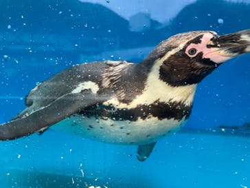 伊豆・三津シーパラダイスに投稿された画像（2023/6/13）