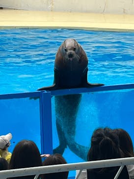 伊豆・三津シーパラダイスに投稿された画像（2023/6/13）