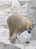 天王寺動物園に投稿された画像（2023/6/13）