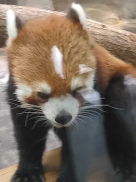 天王寺動物園に投稿された画像（2023/6/13）