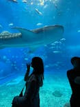 沖縄美ら海水族館に投稿された画像（2023/6/13）