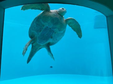沖縄美ら海水族館に投稿された画像（2023/6/13）