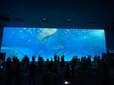 沖縄美ら海水族館に投稿された画像（2023/6/13）