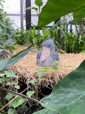 神戸どうぶつ王国に投稿された画像（2023/6/13）